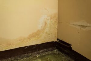 Kitchen Renovation for Mold Prevention